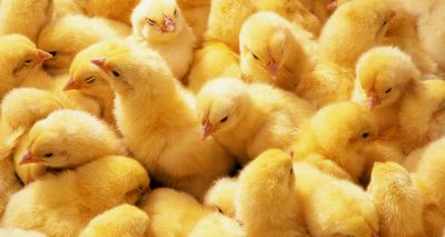 'Listening' to newly-hatched chicks could improve welfare – study